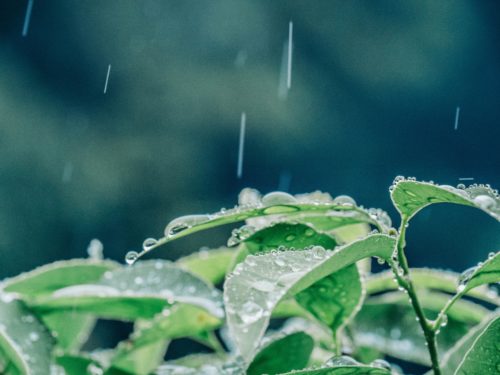 雨が葉に落ちる様子の写真