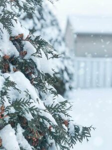 雪が積もる写真