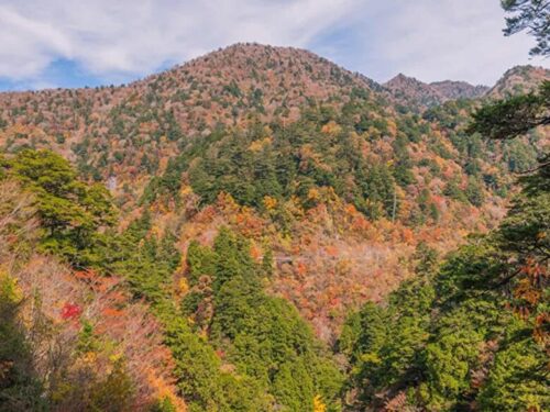 石鎚スカイラインの紅葉