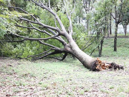 台風の爪痕(折れた木)