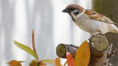 天気ことわざが面白い 動物や鳥 霧や雷を使った天気ことわざは何