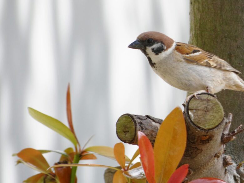 天気ことわざが面白い 動物や鳥 霧や雷を使った天気ことわざは何