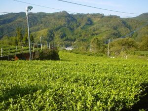 星野村茶畑