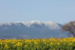 比良暮雪と菜の花畑11