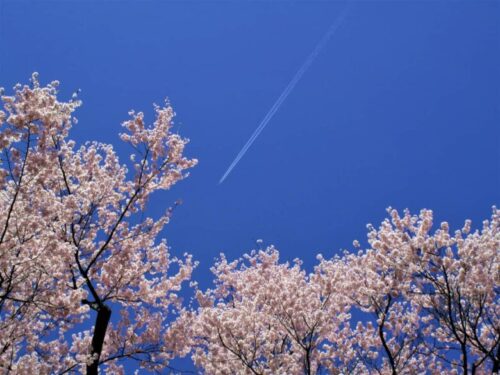 満開の桜に飛行機雲