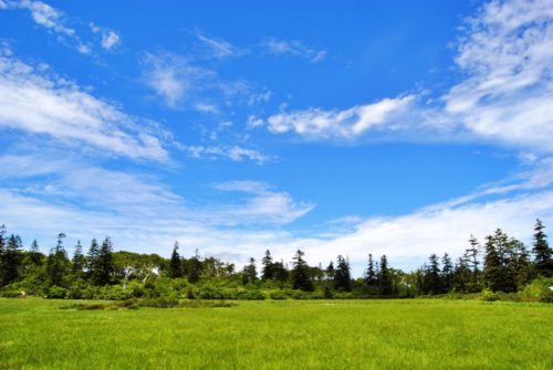 湿原の湖畔