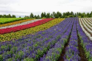 北海道の夏　ラベンダー花畑