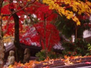 高野山の紅葉