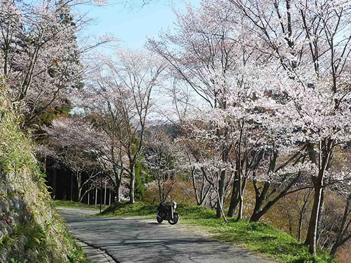 吉野山　桜とバイク