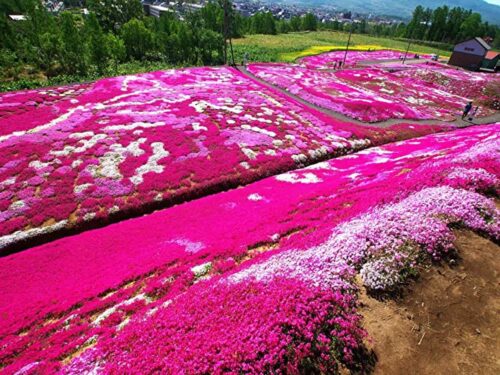 羊蹄山と満開の芝桜