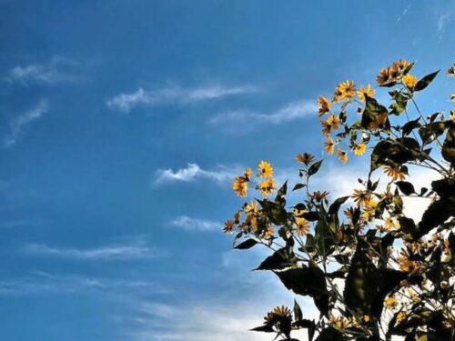 空と花 天気とことわざ