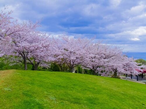 北海道の桜