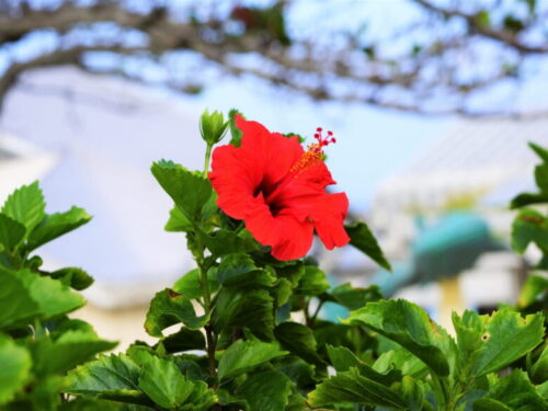 沖縄の花ハイビスカス