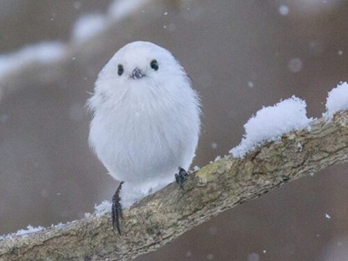 雪の妖精 シマエナガ