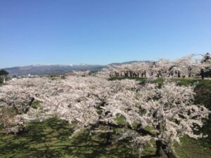 桜〈五稜郭公園〉