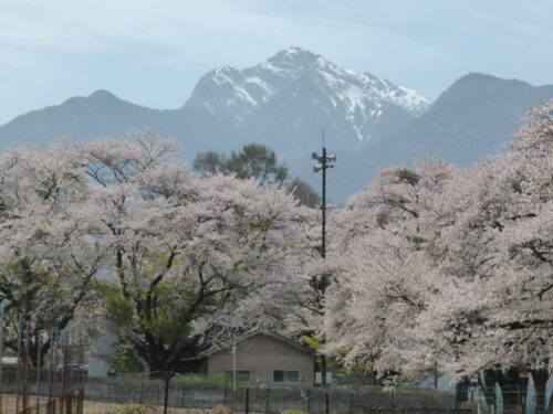 桜と甲斐駒ヶ岳