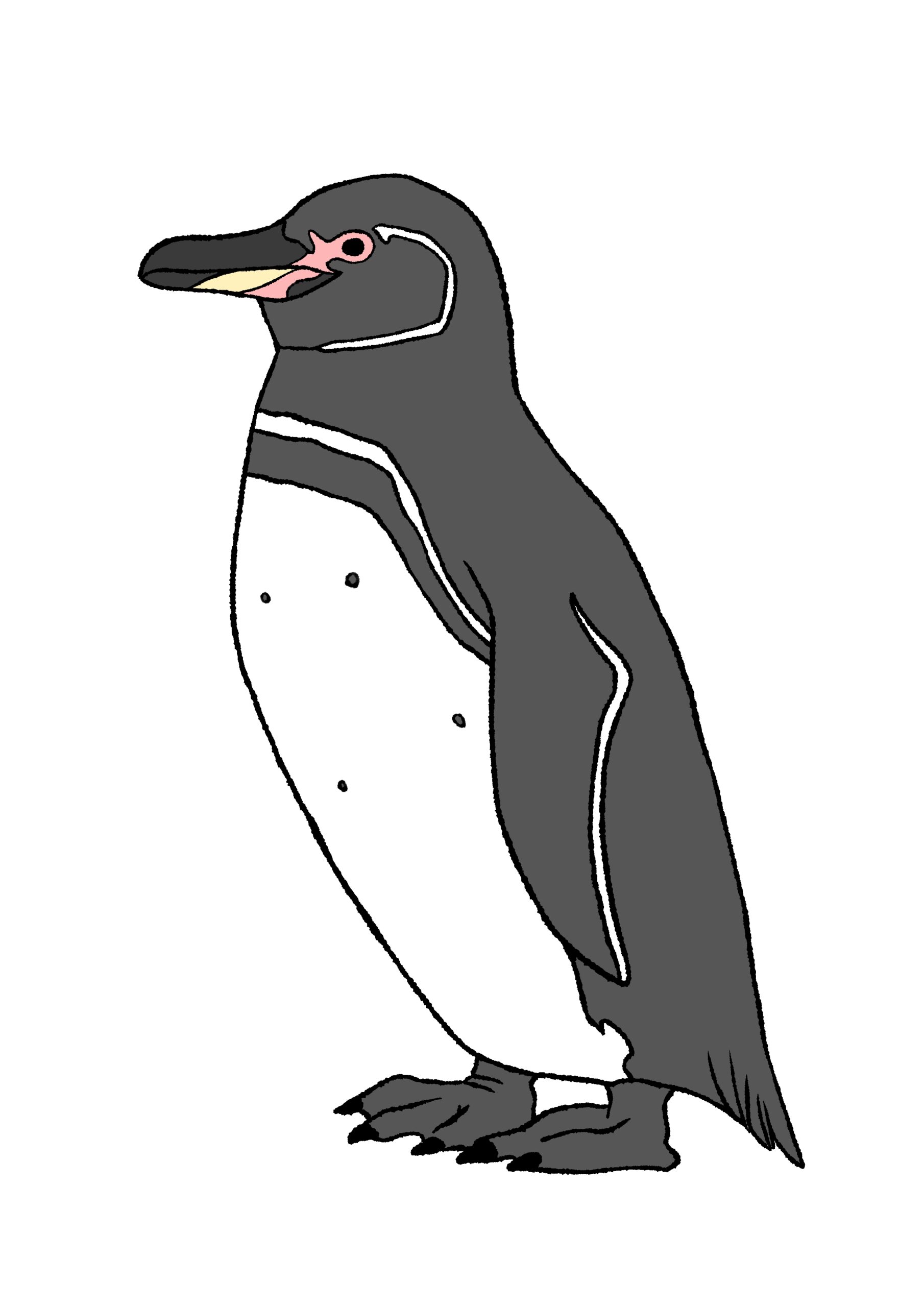 ガラパゴスペンギン
